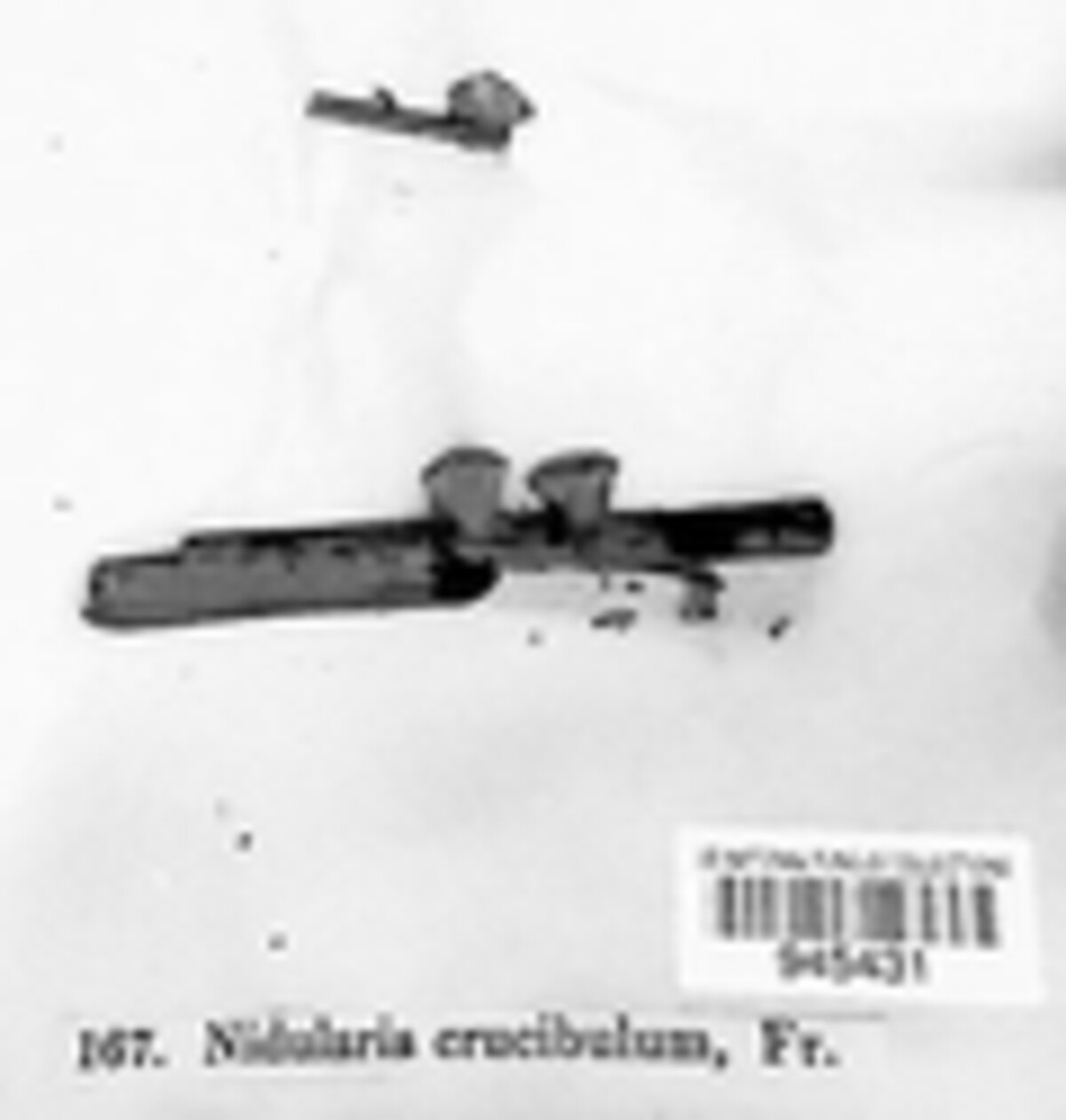 Crucibulum image